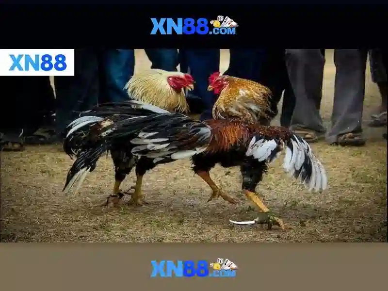 💎sin88 nhà cái💎 - sin88 có lừa đảo không - link vao sin88