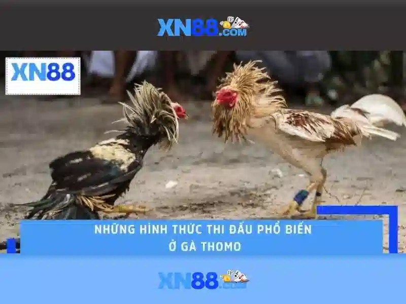 💎khoản 1 đánh bạc💎