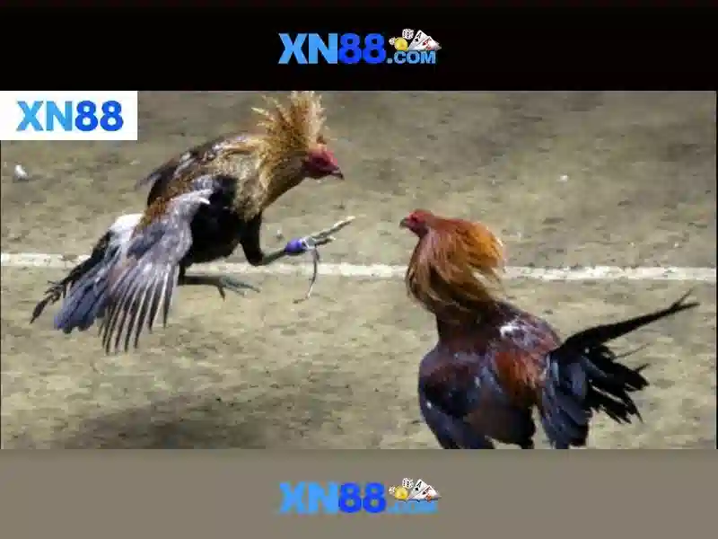 💎hôm nay đánh gì miền bắc💎