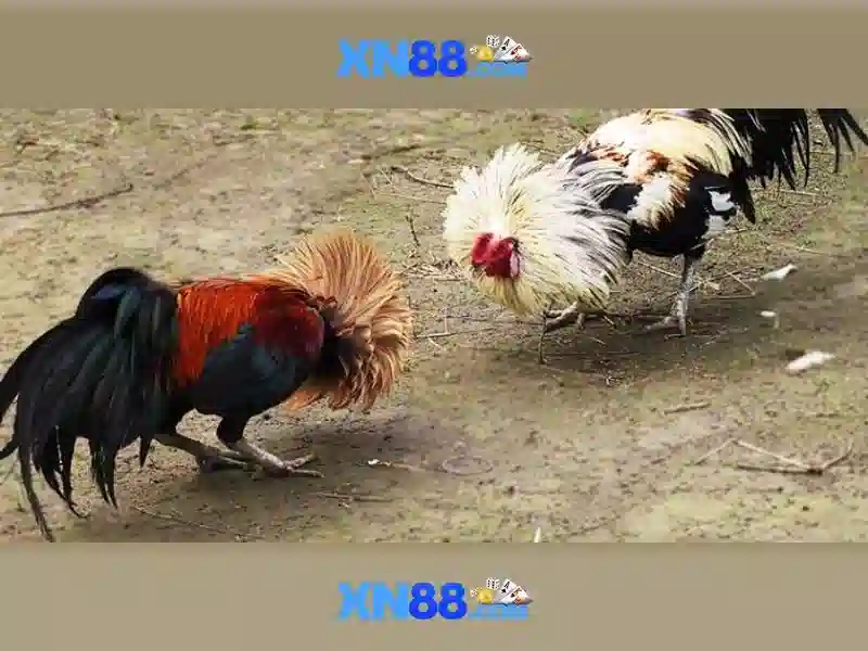  Slot cao cấp - XN88