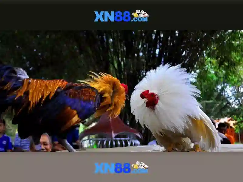 💎ti le kèo nhà cái💎