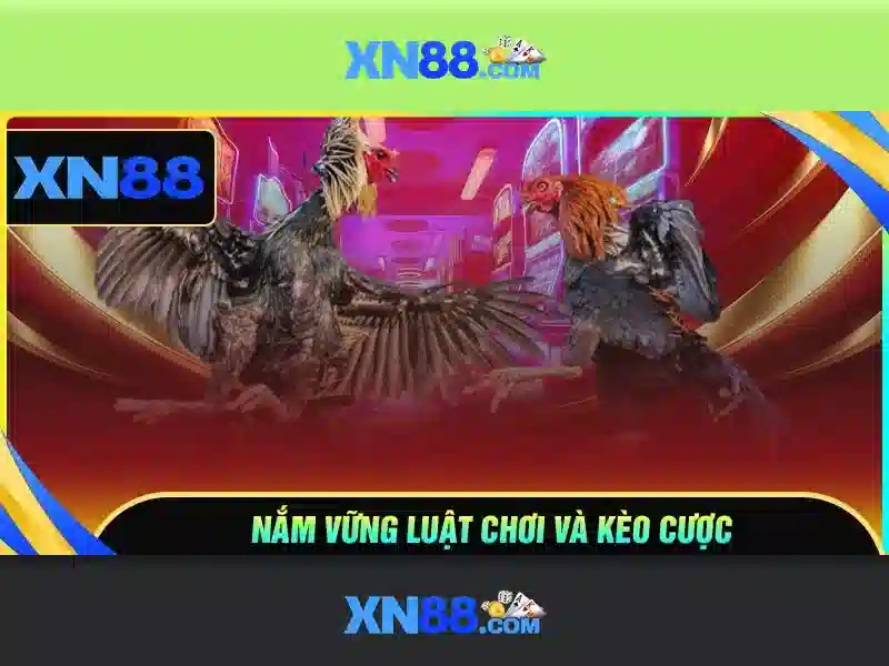 XN88 hướng dẫn - XN88
