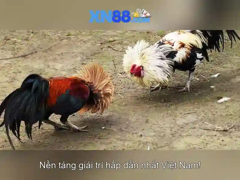 💎xem bóng đá trực tiếp kèo nhà cái hôm nay💎