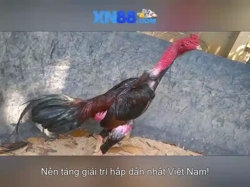 💎cài win tại nhà cầu giấy hà nội💎